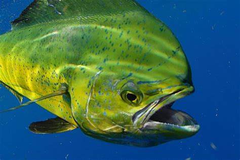 mahi mahi fish|Atlantic Mahi Mahi .